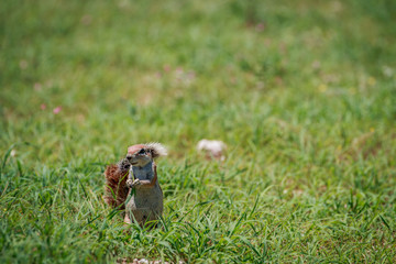 Ground squirrel eating grass.
