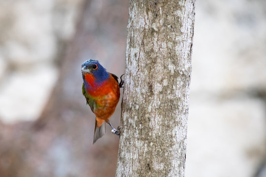 Painted Bunting