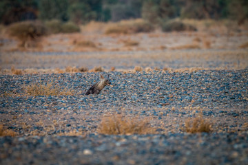 Brown hyena sitting in the desert.