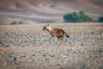 Tuinposter Brown hyena running in the desert. © simoneemanphoto