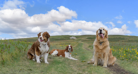 Three healthy dogs tired after a run on pretty summer hill with fluffy clouds behind