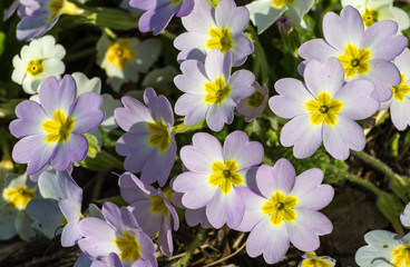 Flowers purple primrose in a Sunny day