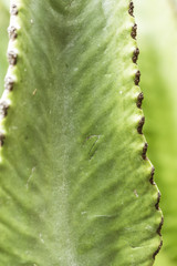 Green cactus in bloom macro texture