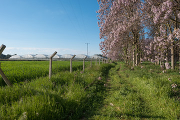 Obraz premium Springtime Fields, Trees and Greenhouses