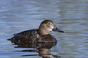 Common pochard (Aythya ferina)