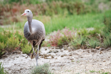 Blue crane starring at the camera.