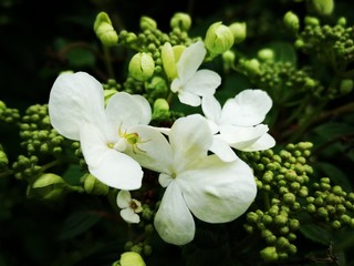 White and green flowers with spring time weather 