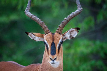 Male Black-faced impala starring at the camera.