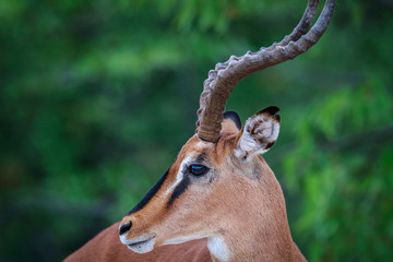 Side profile of a male Black-faced impala.