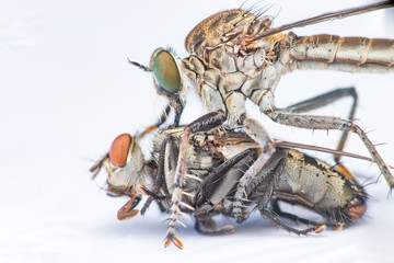 Brown Heath Robberfly (Arthropoda: Diptera: Asilidae: Machimus: Machimus cingulatus) eating a Flesh Fly (Sarcophaga crassipalpis Macquart) isolated with white background