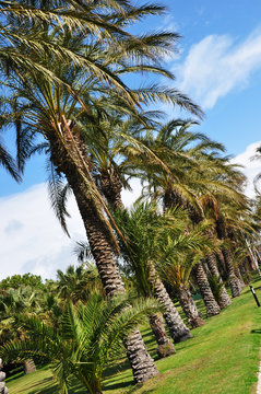 palm tropical