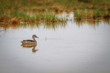 Swimming Cape teal.