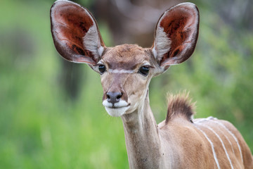 Starring female Kudu.