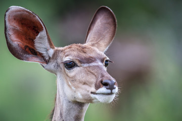 Starring female Kudu.