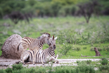 Mother Zebra with baby.