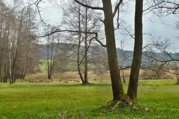 Fototapeta na wymiar Trees shaped V symbolize victory of spring over winter in natural reserve Arba of czech tourist area Labske piskovce