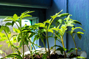 Young seedlings of a tomato on a blue box in the spring