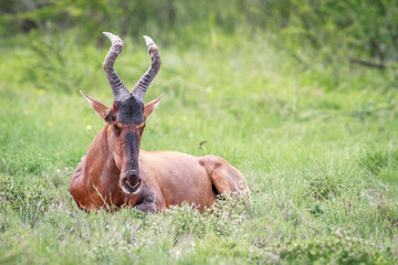 Red hartebeest laying in the grass.