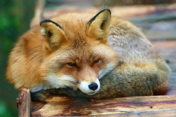 Fototapeta premium Beautiful red Fox in rural zoo