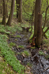 evening forest creek in spring natural reserve Arba of czech tourist area Labske piskovce