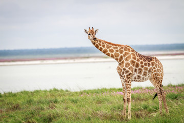 Giraffe looking at the camera.