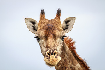 Fototapeta premium Giraffe looking at the camera.