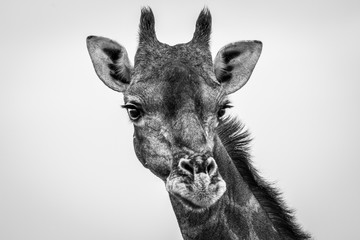 Giraffe looking at the camera in black and white.