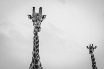 Giraffe looking at the camera in black and white.