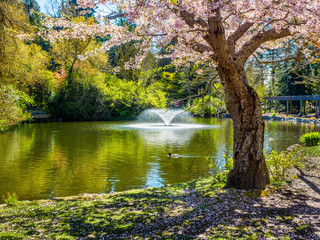 Cherry tree blossoming over the pond in Beacon Hill Park, Victoria BC