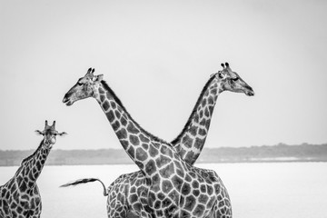 Two Giraffes crossing their neck.