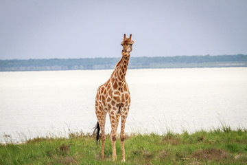 Obraz premium Giraffe looking at the camera.