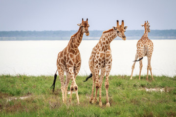 Giraffes walking towards the camera.