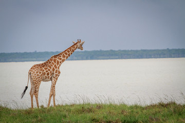 Giraffe looking at the lake.