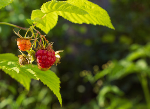 Red raspberries on a branch, in green leaves. Place for text, film effect