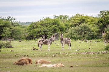 Fototapeta na wymiar Pride of Lions resting in front of zebras.