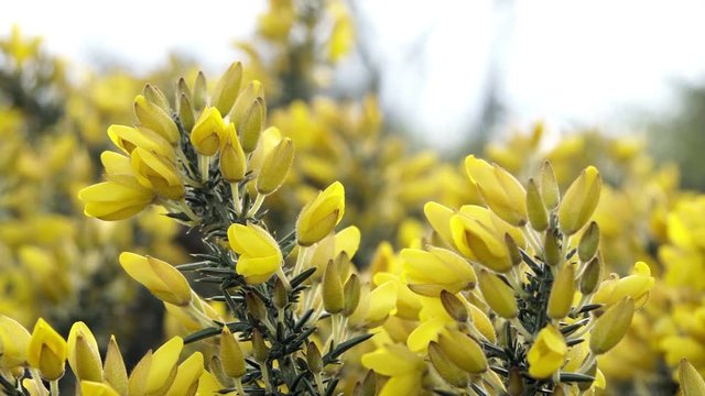 Close up macro shot of prickly and sharp Gorse evergreen shrub blossoming with bright yellow flowers in the early spring