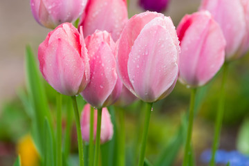 Fototapeta premium Pink tulips after rain with rain drops close-up