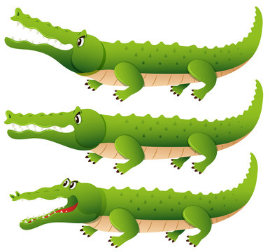 Crocodile in three different actions