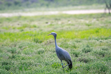 Fototapeta premium Blue crane standing in the grass.