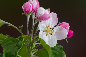 Apple tree pink blossom after the rain - spring season