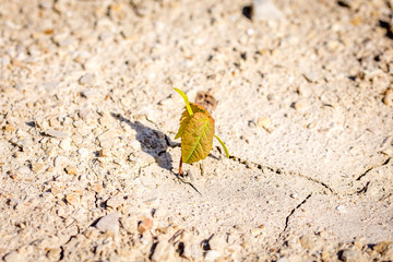 la feuille d'une plante qui pousse au milieu de la terre asséchée