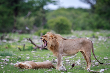Obraz na płótnie Canvas Male Lion doing a flehmen grimace.