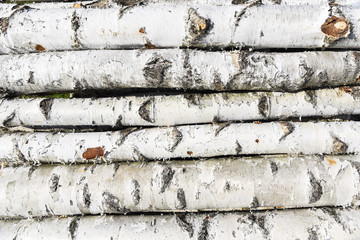 Fototapeta premium Birch fire wood