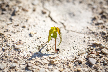 une petite plante verte au milieu de la terre séche