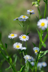 Blooming wild camomiles closeup