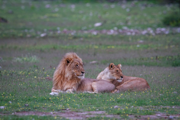 A Lion mating couple laying in the grass.