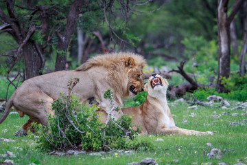 Mating pair of Lions.