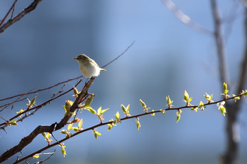 The willow warbler is a very common and widespread leaf warbler which breeds throughout northern and temperate Europe and Asia, from Ireland east to the Anadyr River basin in eastern Siberia.