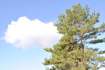 Trees of a pine on a background of the blue sky