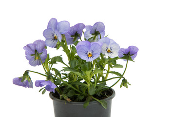 Pansies isolated